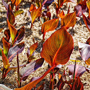 Blumenrohr Durban - Canna Durban - Willemse