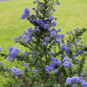 Säckelblume Dark Star - Ceanothus impressus Dark Star - Willemse