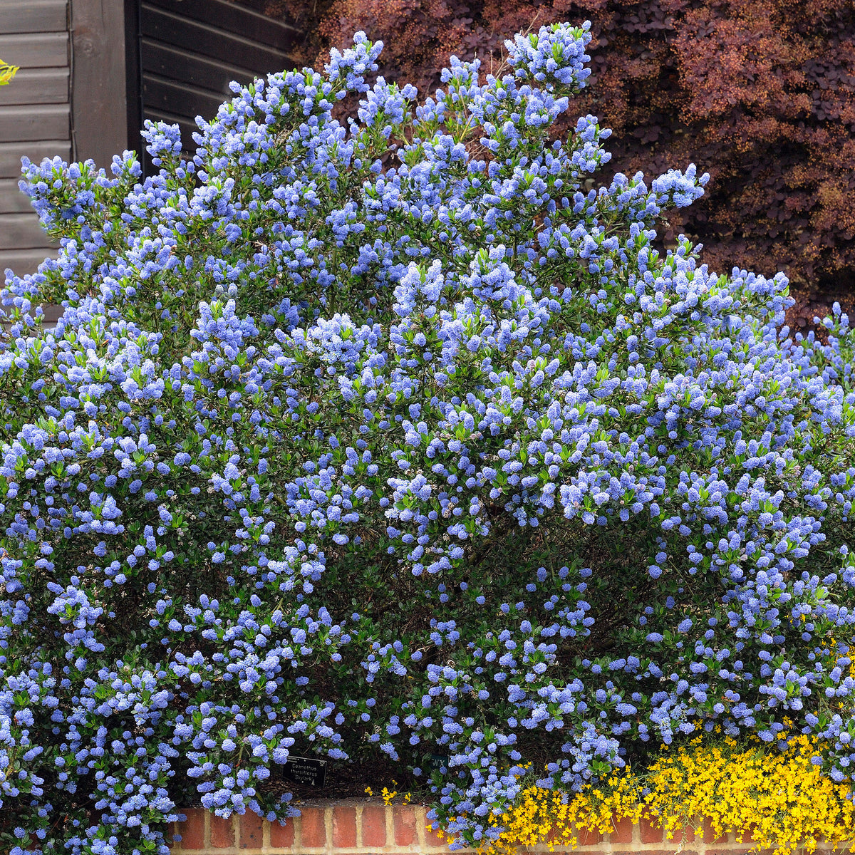 Ceanothus thyrsiflorus Skylark - Säckelblume Skylark - Ceanothus - Kalifornischer Flieder