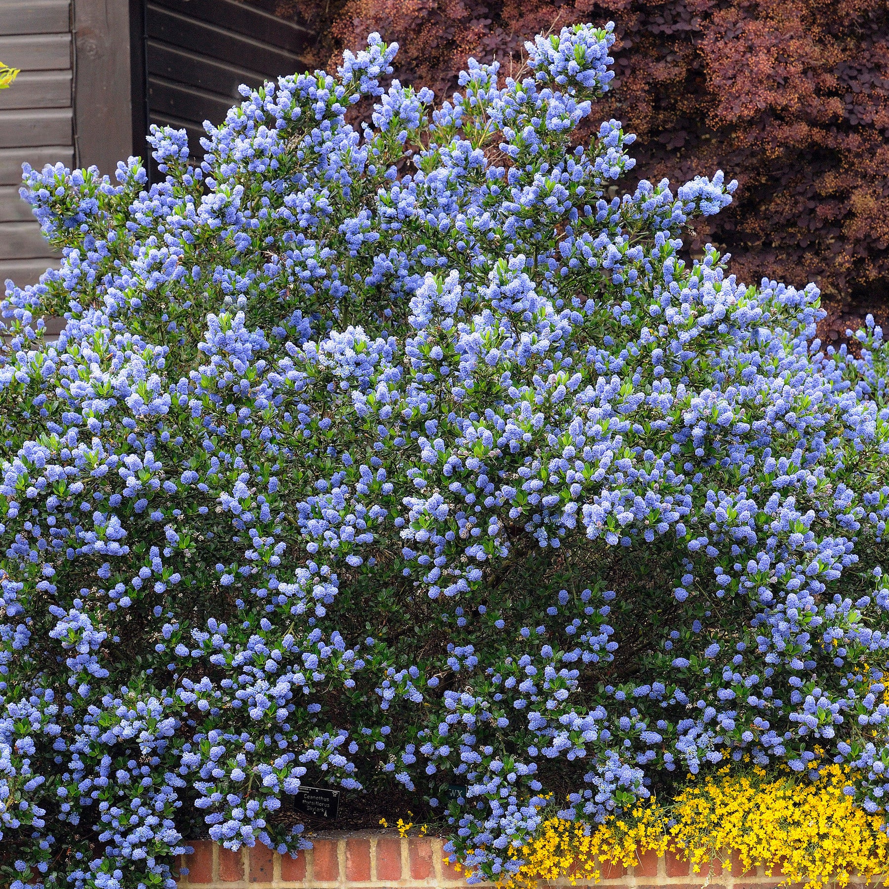 Ceanothus thyrsiflorus Skylark - Säckelblume Skylark - Ceanothus - Kalifornischer Flieder