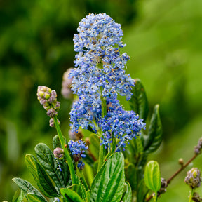 Säckelblume Skylark - Ceanothus thyrsiflorus Skylark - Willemse