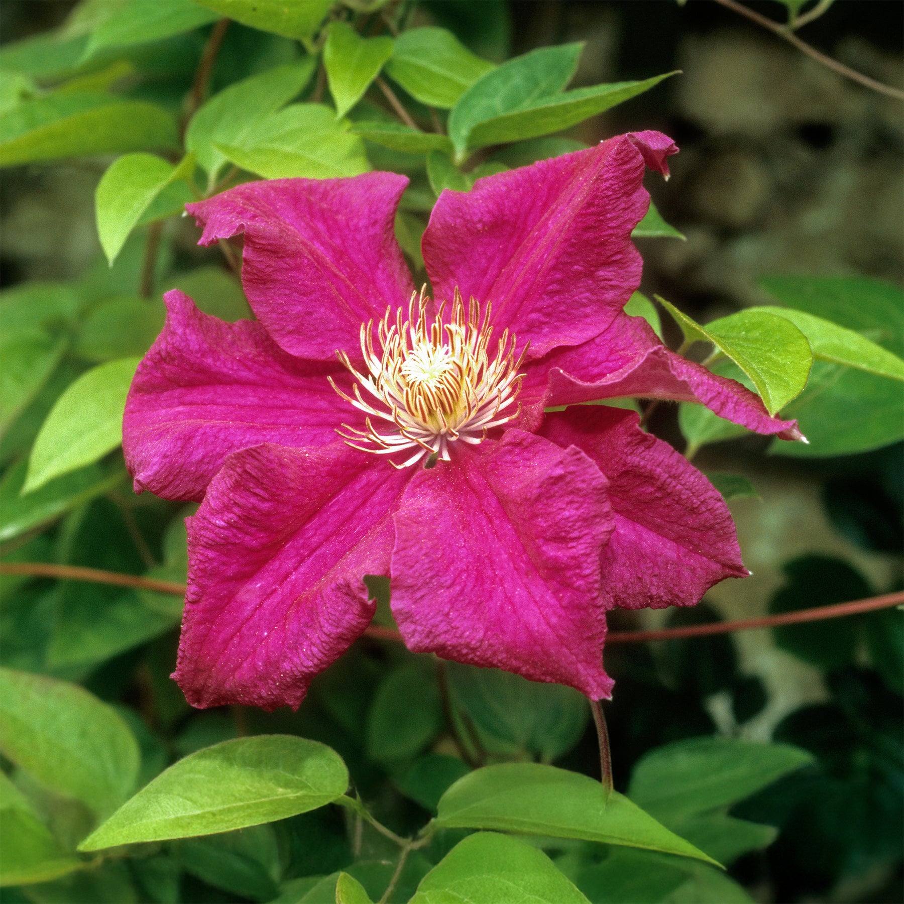 Italienische Waldrebe ‘Ernest Markham’ - Clematis viticella Ernest markham - Willemse