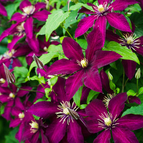 Waldrebe ‘Niobe’