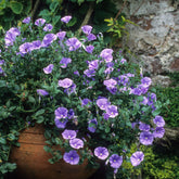 Convolvulus manati Deep Blue - Mauretanische Winde New Blue® - Bodendecker
