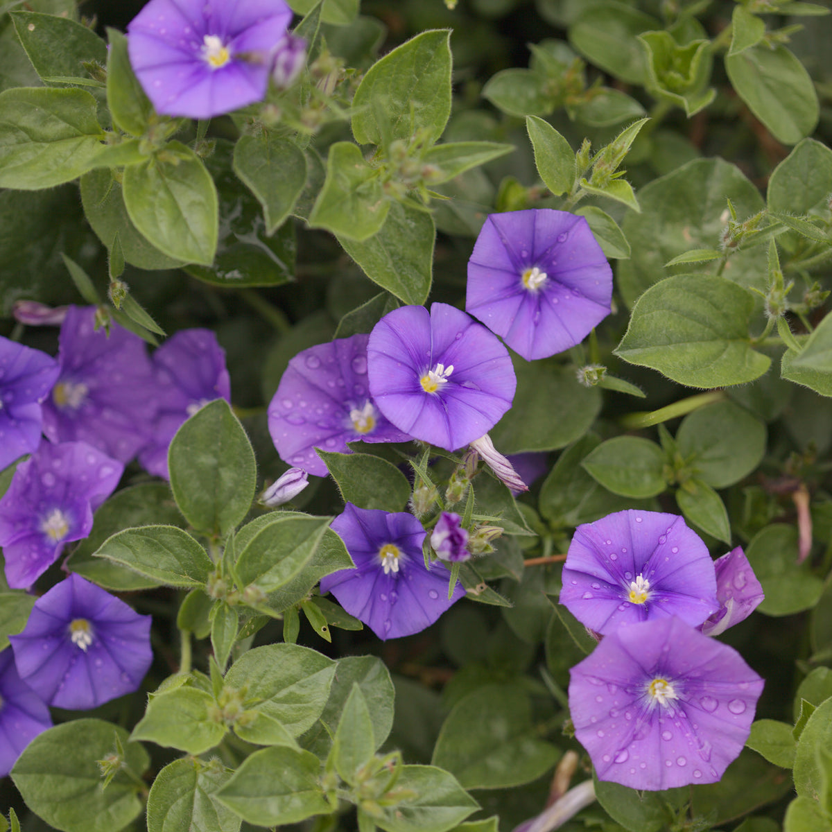 Mauretanische Winde New Blue® - Convolvulus sabatius New Blue ® - Willemse