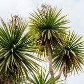 Cordyline (Kohlpalme) - Cordyline australis - Willemse