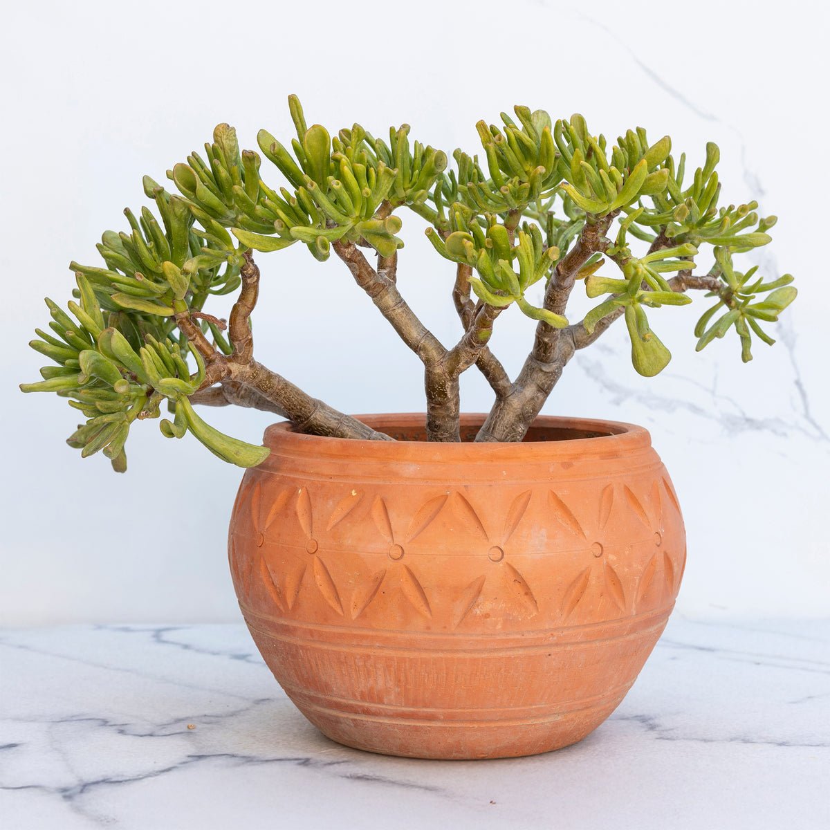 Crassula Gollum / Jadebaum - Crassula ovata Gollum - Willemse