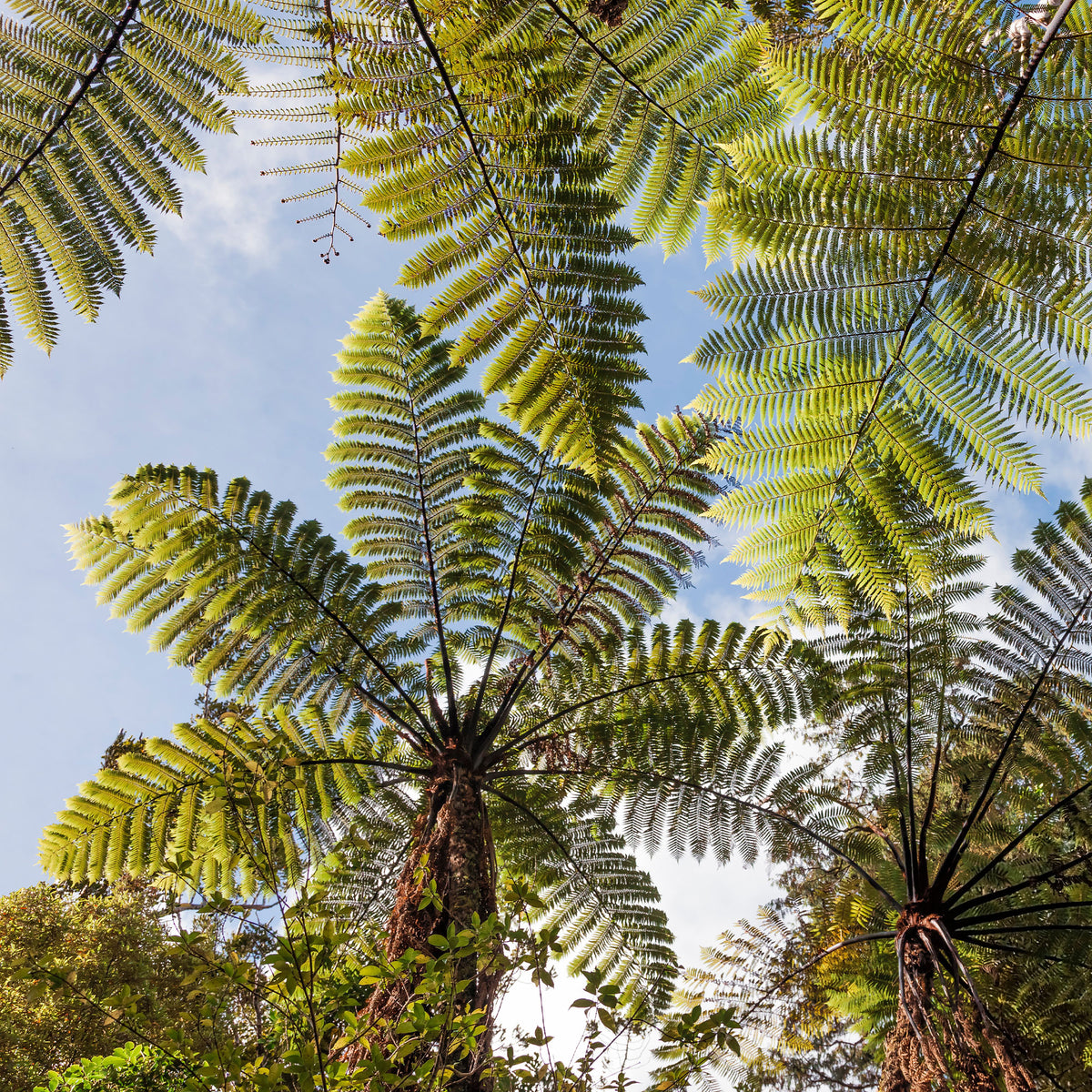 Farne - Baumfarn - Cyathea australis