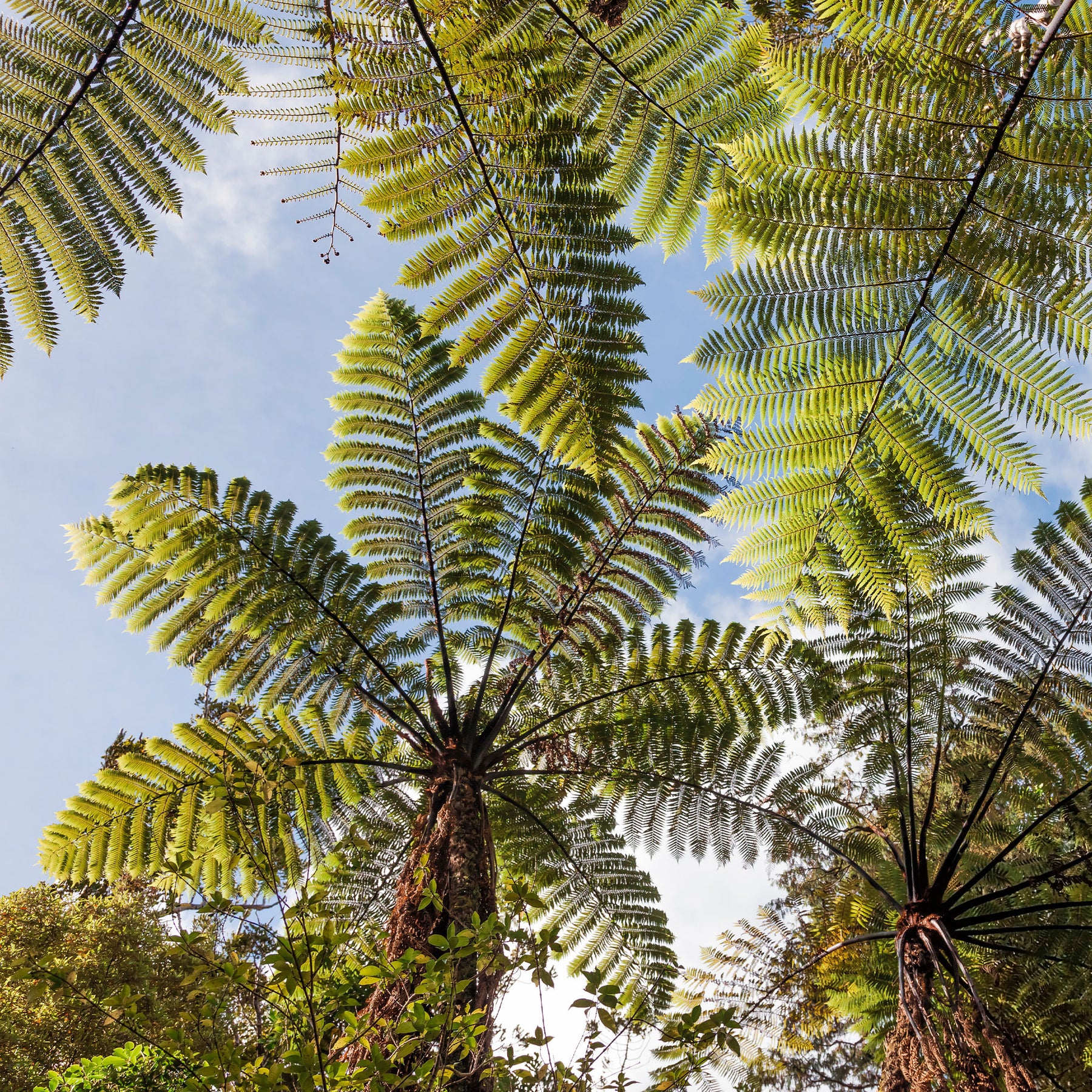 Farne - Baumfarn - Cyathea australis
