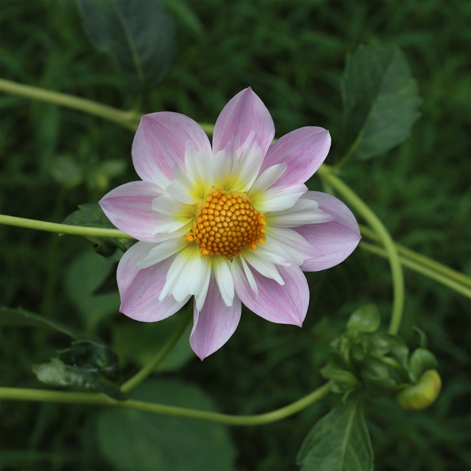 Dahlia Teesbrooke Audrey - Halskrausen-Dahlie ‘Teesbrooke Audrey’ - Dahlien-Zwiebeln