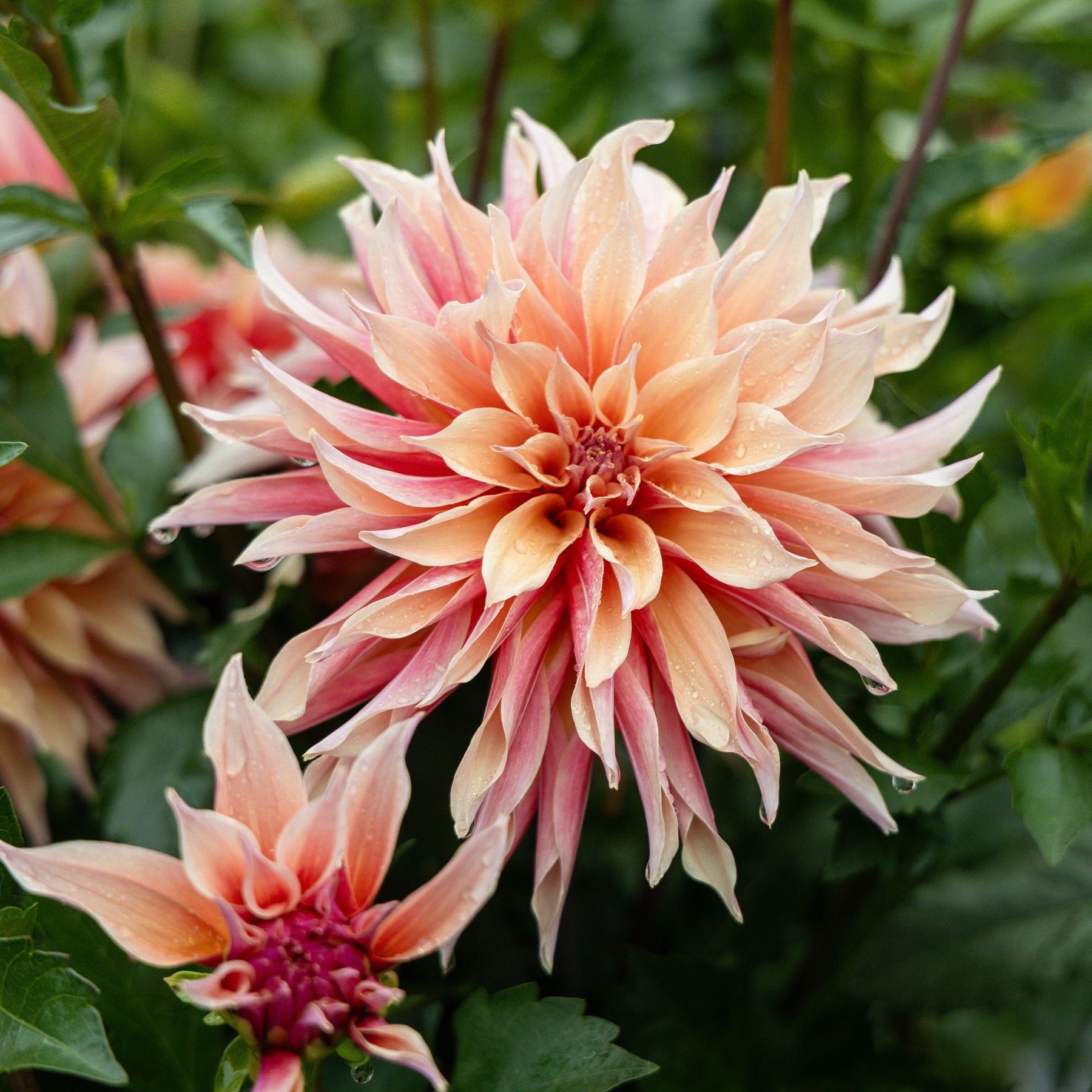 Dekorative Dahlie Labyrinth - Dahlia Labyrinth - Willemse