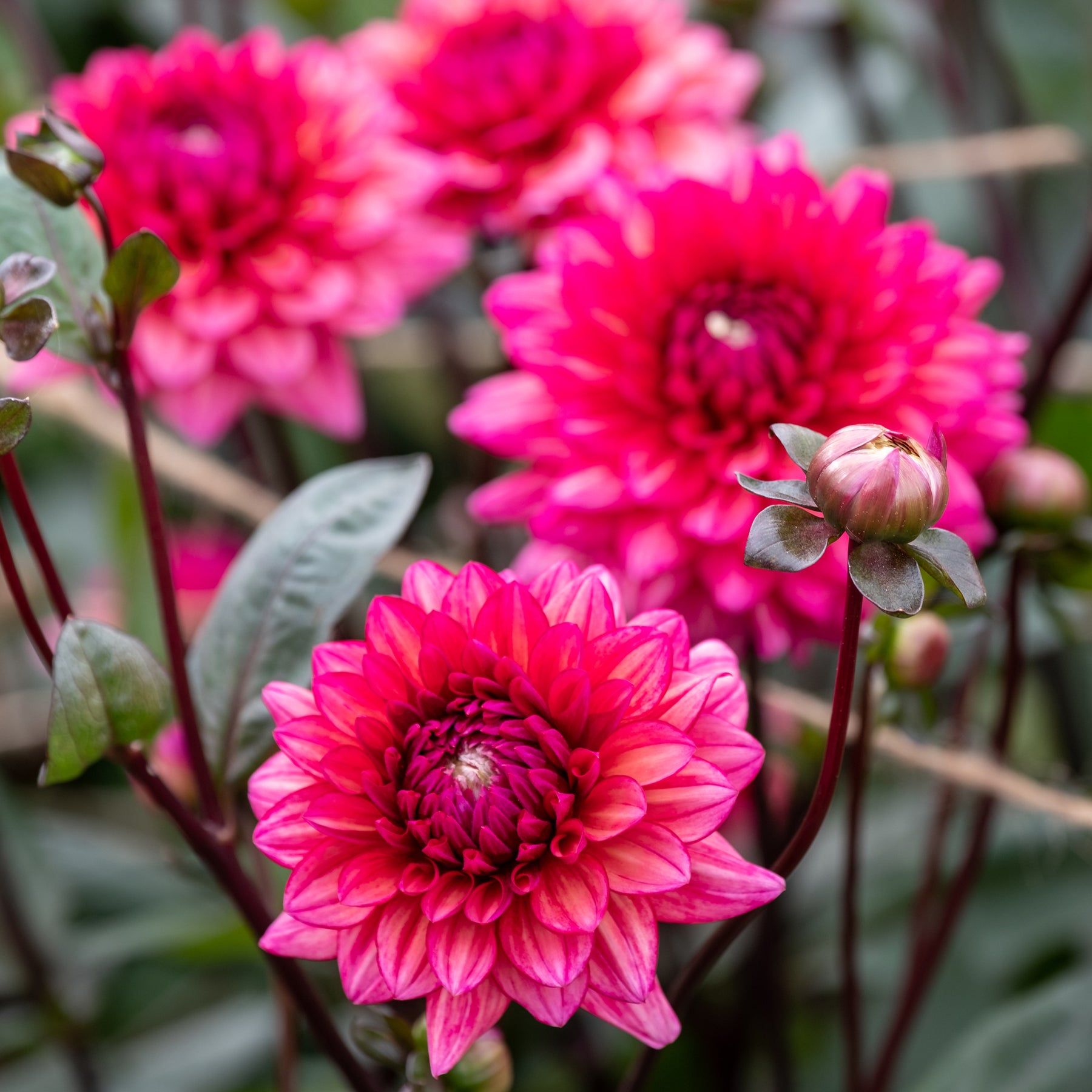 Dahlie 'Molly Raven' - Dahlia Molly Raven - Willemse