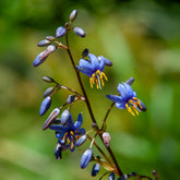 Tasmanische Flachslilie ‘Little Rev’® - Willemse