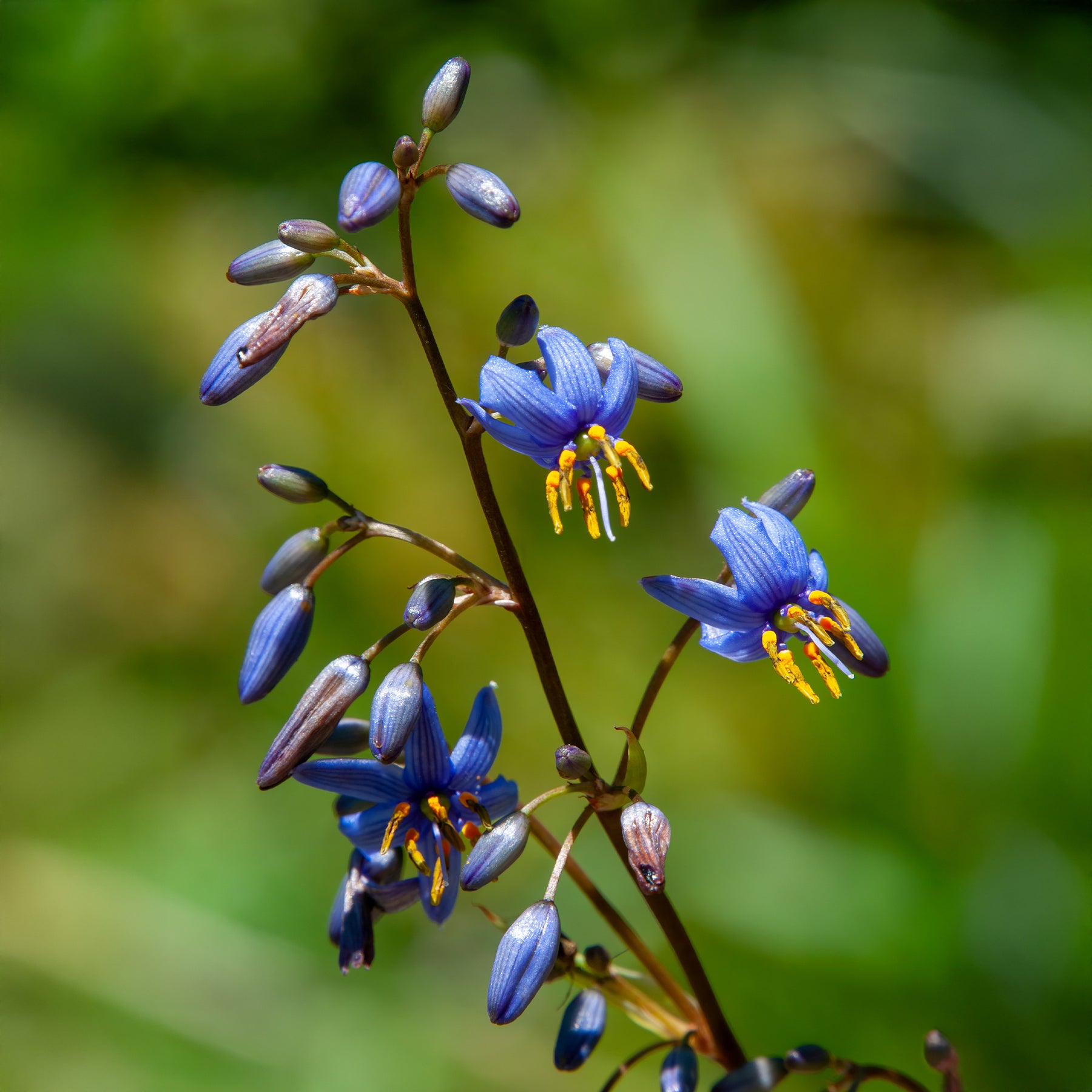 Tasmanische Flachslilie ‘Little Rev’® - Willemse