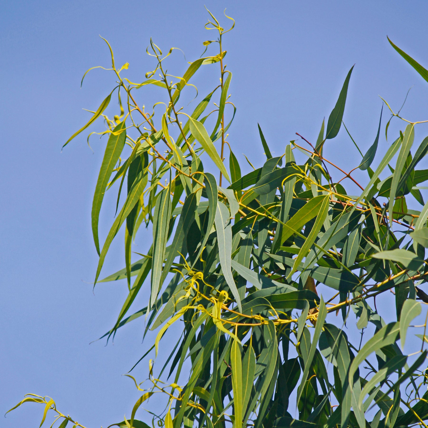 Zitronen-Eukalyptus mit Duftlaub im Kübel