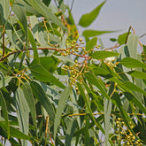 Zitronen-Eukalyptus mit Duftlaub im Kübel