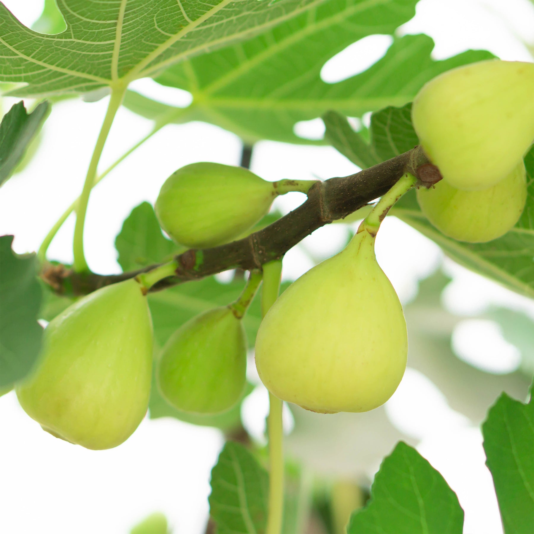 Feigenbaum Blanche d'argenteuil - Willemse