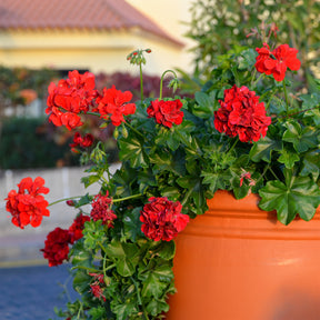 Hängegeranie doppelt rot - Pelargonium peltatum red - Willemse