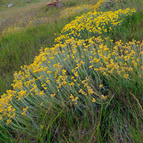 Currykraut - Helichrysum stoechas - Willemse