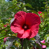 Sumpf-Eibisch ‘Carrousel® Giant Red’ - Willemse
