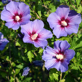 Hibiscus syriacus Blauer Vogel - Hibiscus syriacus Oiseau bleu - Willemse