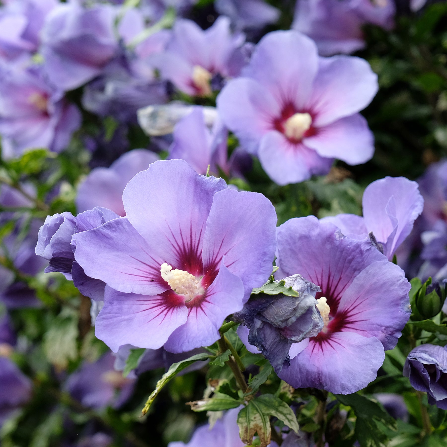 Hibiscus syriacus Blauer Vogel - Willemse