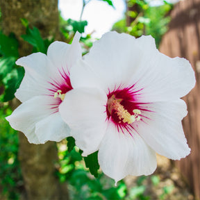 Hibiscus syriacus Red Heart - Willemse