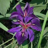 Louisiana-Iris 'Black Gamecock' (Schwarze Schwertlilie) - Willemse