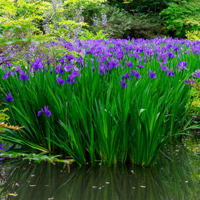 Iris pseudacorus Blau - Iris pseudacorus Blue - Willemse