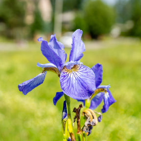 Sibirische Schwertlilie ‘Fran’s Gold’® - Willemse