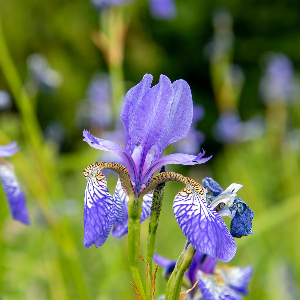 Sibirische Schwertlilie Fran's gold - Iris siberica Fran's Gold ® - Willemse