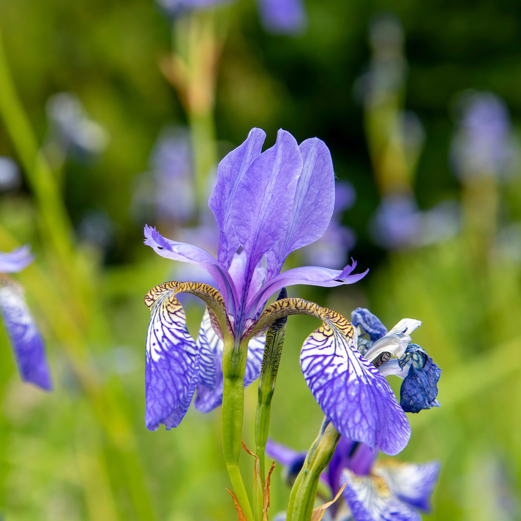 Sibirische Schwertlilie ‘Fran’s Gold’® - Iris siberica Fran's Gold ® - Willemse