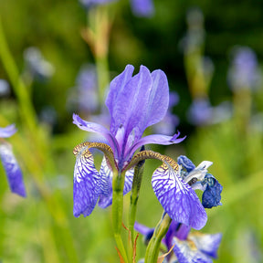 Sibirische Schwertlilie ‘Fran’s Gold’® - Iris siberica Fran's Gold ® - Willemse