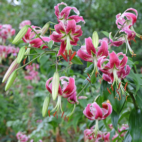 Türkenbundlilie 'Black Beauty'