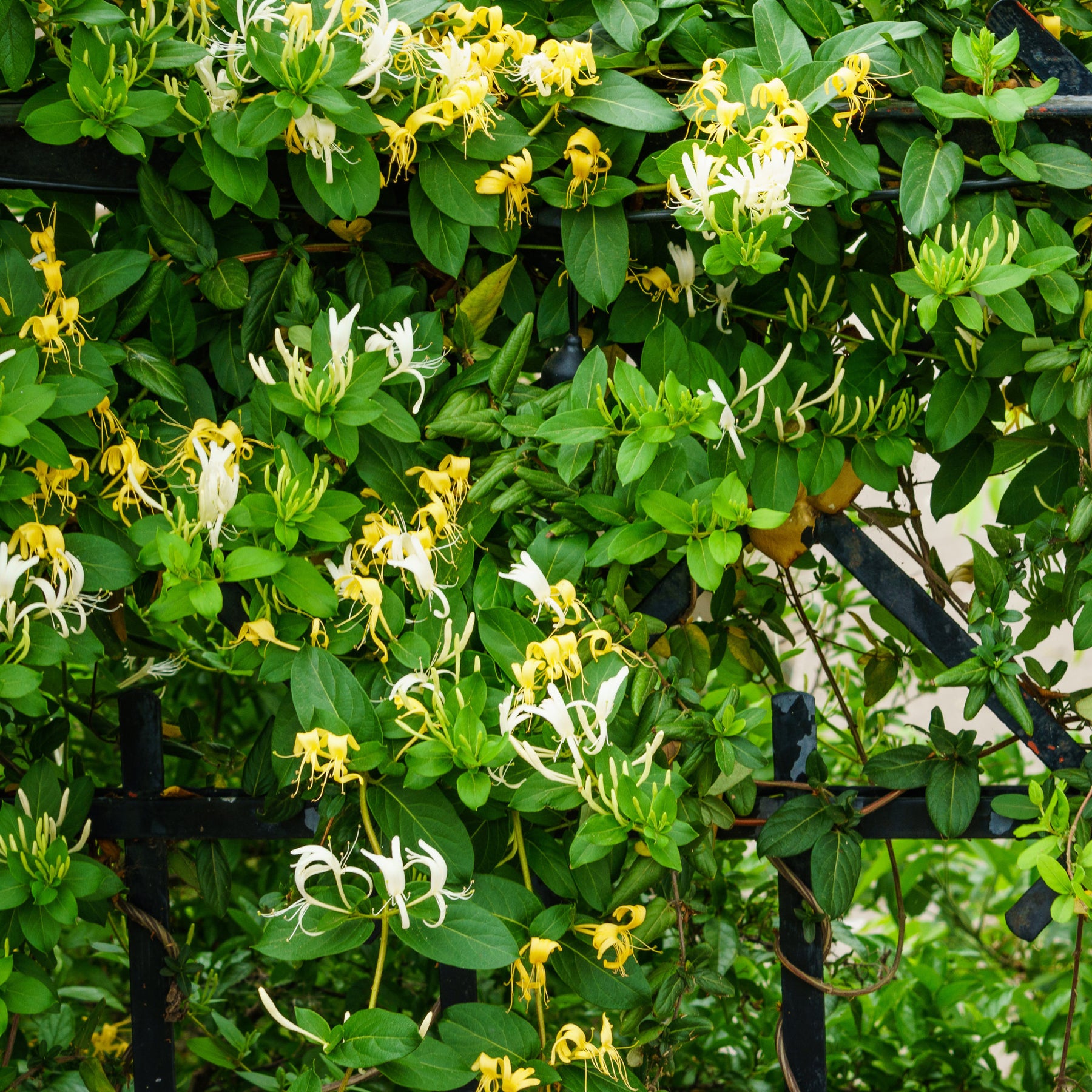 Hall's Prolific Japanisches Geißblatt - Lonicera japonica Hall's Prolific - Willemse