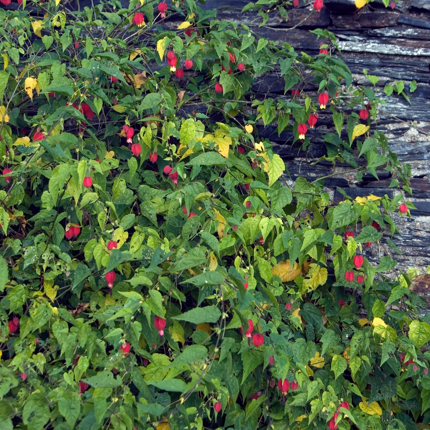 Schönmalve (Chinesische Laterne) - Abutilon megapotamicum - Willemse