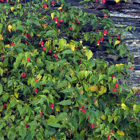 Schönmalve (Chinesische Laterne) - Abutilon megapotamicum - Willemse