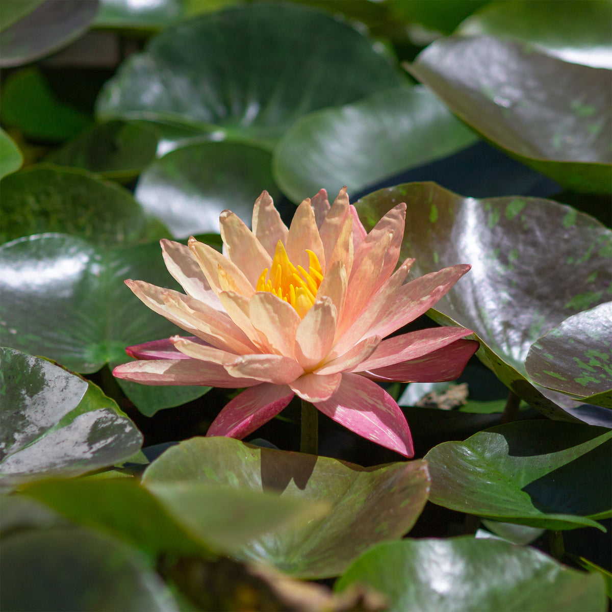 Seerose 'Wanvisa - Willemse