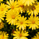 Osteospermum jaune - Gelbe Kapmargerite - Terrassen- und Balkonpflanzen für Töpfe und Balkonkästen