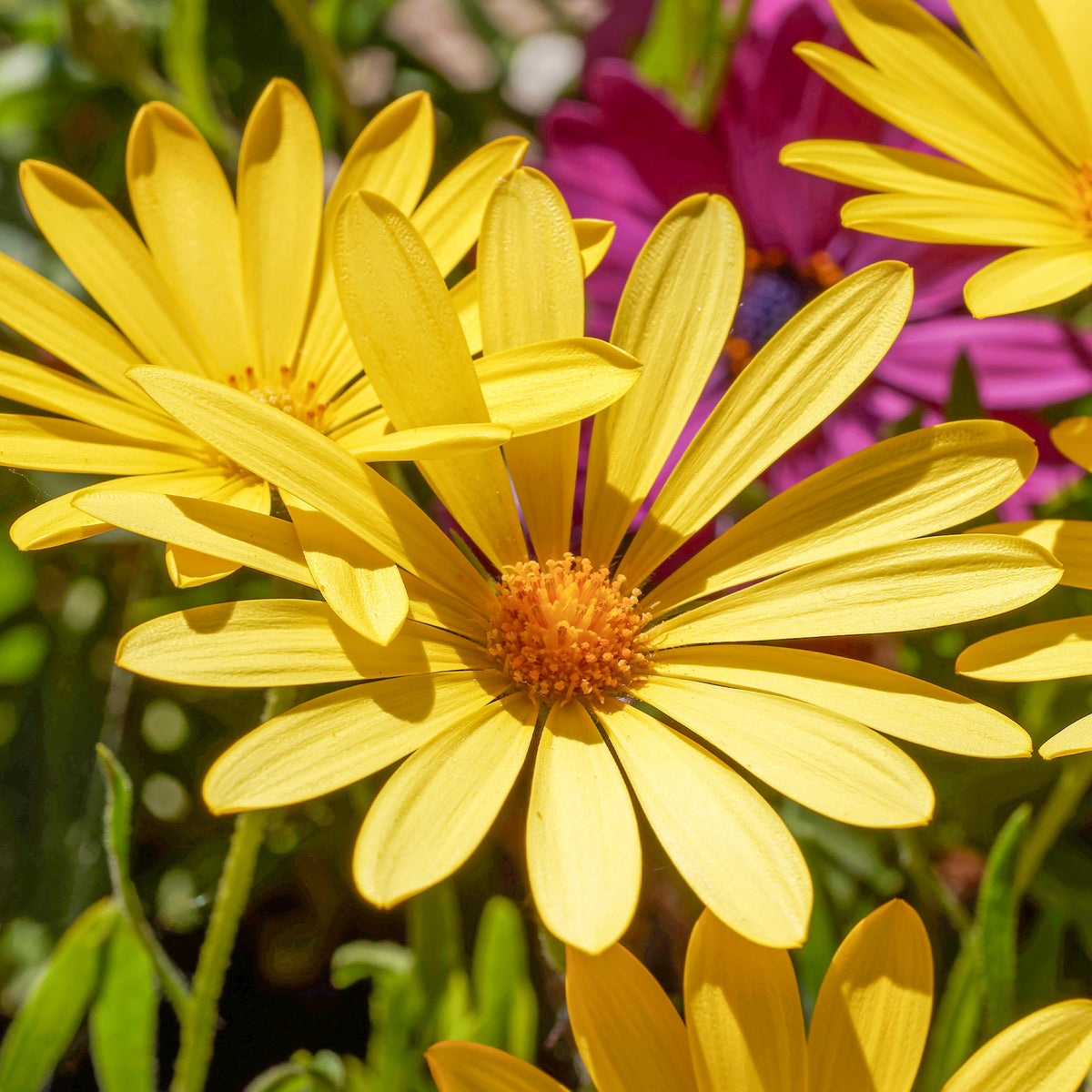 Kap-Gänseblümchen gelb - Osteospermum jaune - Willemse
