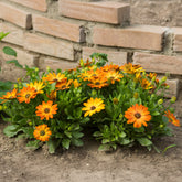 Kapmargerite orange - Osteospermum orange - Willemse