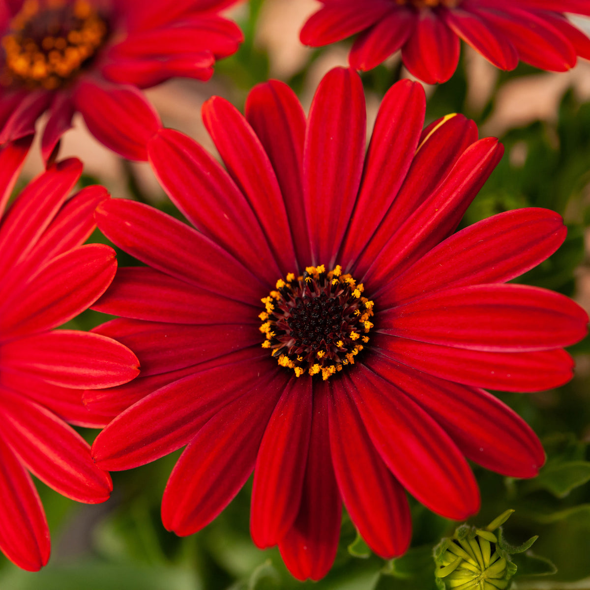 Rotes Gänseblümchen - Osteospermum rouge - Willemse
