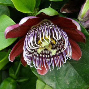 Wilder Grenadill/Flügelflieder - Passiflora alata - Willemse