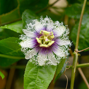 Passionsfrucht (Grenadille) - Passiflora edulis - Willemse