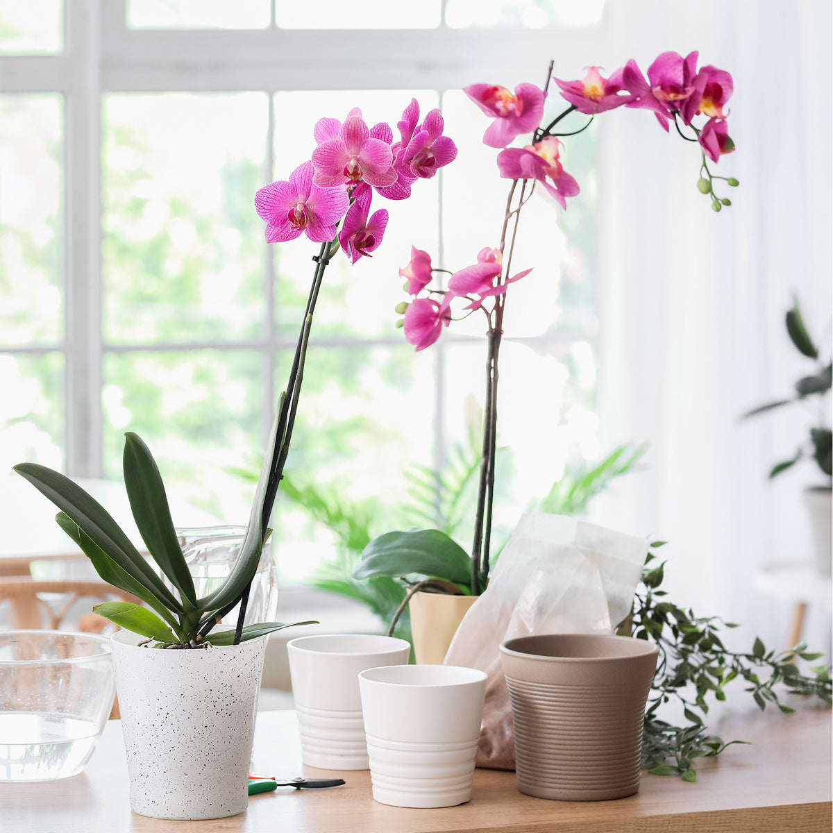 Orchidee rosa - Phalaenopsis rosa - Willemse