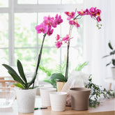 Orchidee rosa - Phalaenopsis rosa - Willemse