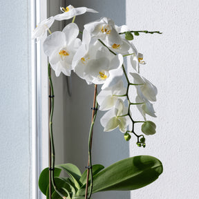 Weiße Phalaenopsis - Phalaenopsis white - Willemse