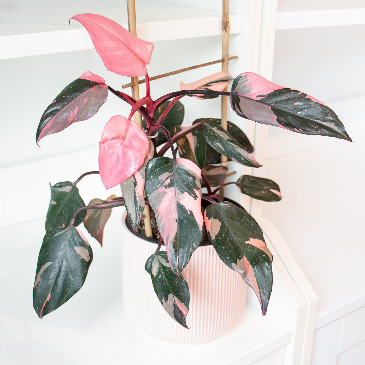 Philodendron - Philodendron Pink Princess - Philodendron Pink Princess