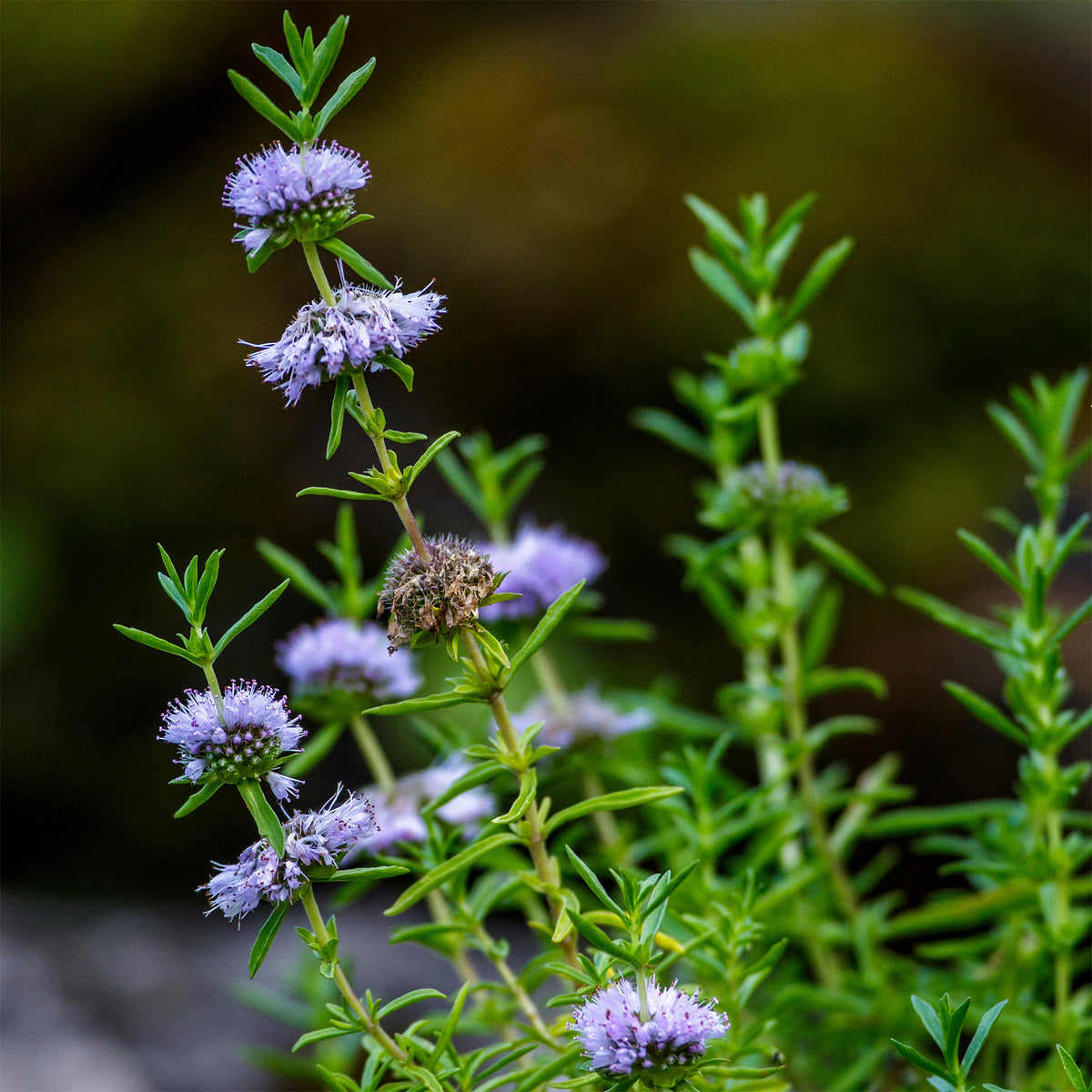 Wasserhirsch Minze - Preslia cervina - Willemse