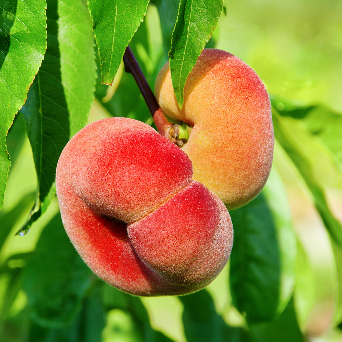Pfirsich Saturn - Prunus persica Saturne - Willemse